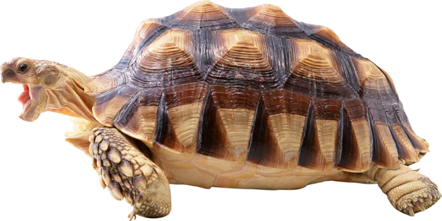 first turtle image