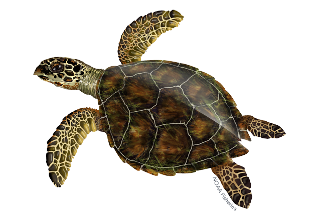 second turtle image